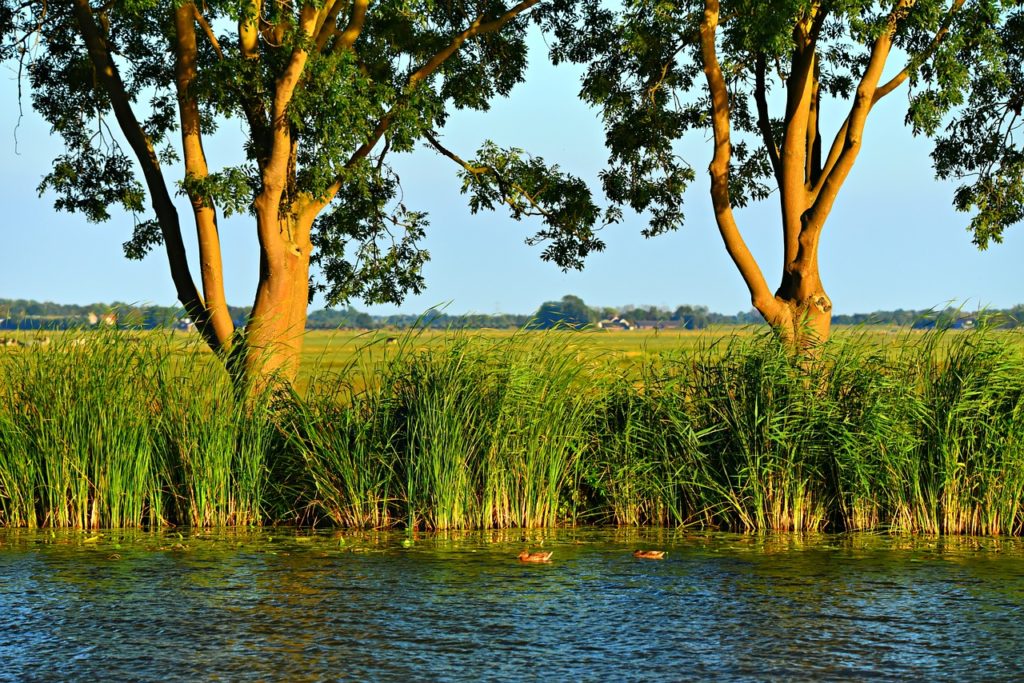 Bild von Mabel Amber auf Pixabay